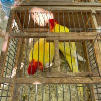 Продавам папагали розели - Лутино , снимка 2 - Папагали - 42199195