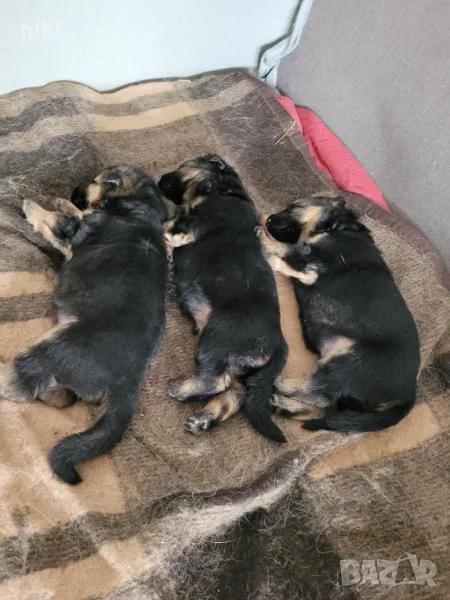 Куче, снимка 1