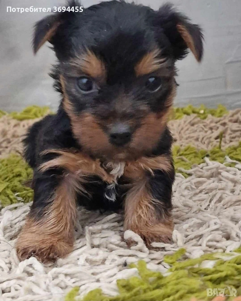 мини йоркширски териер, снимка 1