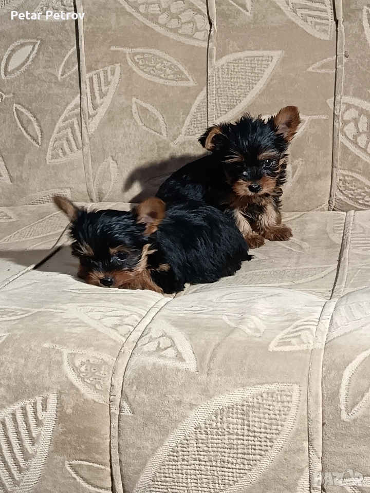 Йоркширски териер , снимка 1