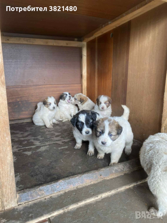 Каракачански кученца , снимка 1