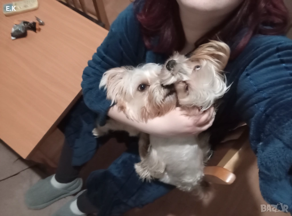 Йоркширски териер, мъжки мерле, снимка 1