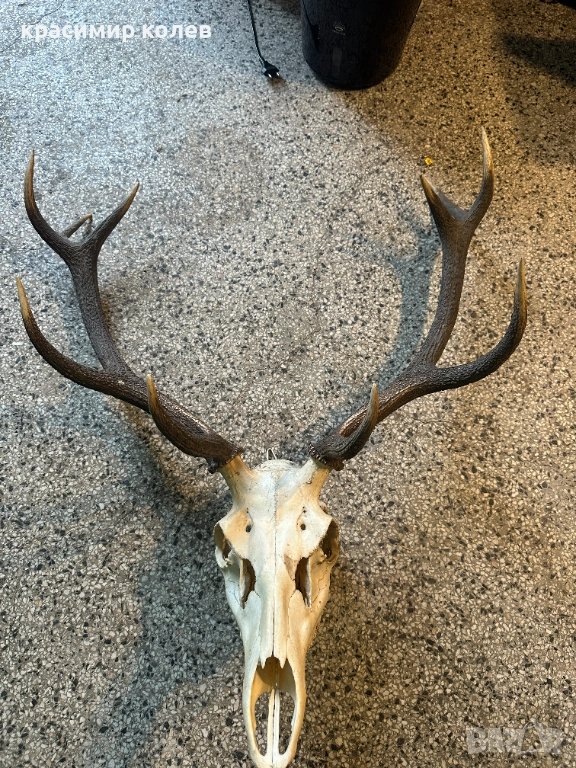 ловен трофей /рога/ 70см., снимка 1