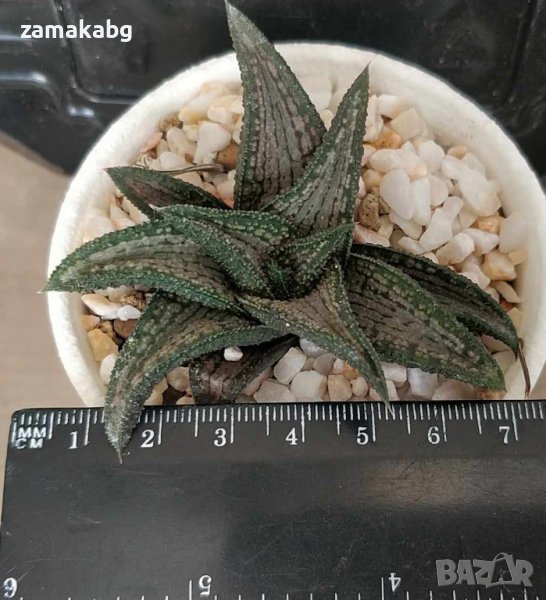 Хавортия (Haworthia kintaikyo), вкоренено сукулентно растение, снимка 1