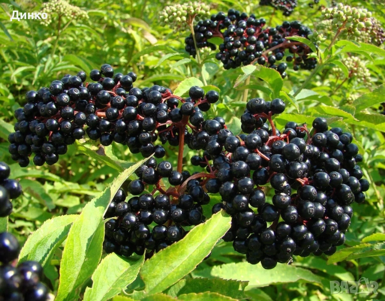 Сироп от бъзак, тревист бъз, бъзуняк, снимка 1