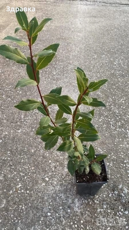 Дафинов лист 80-90см, снимка 1