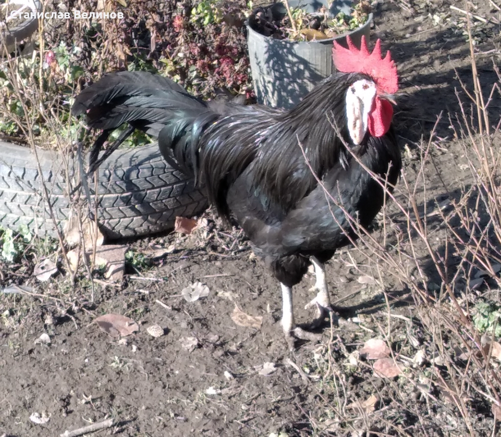 Продавам петел испанска Белолика , снимка 1