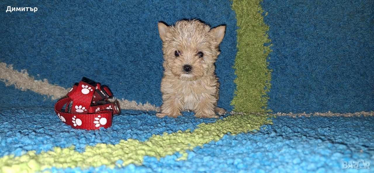 Йоркширски териер, снимка 1