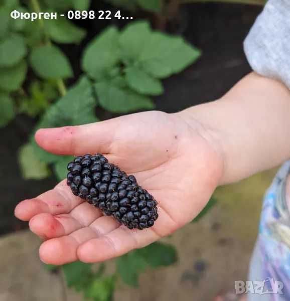 Къпина карака блек - Karaka Black, снимка 1