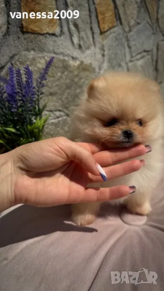 Продавам померани, снимка 1