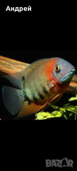 Северум Red shoulder , снимка 1