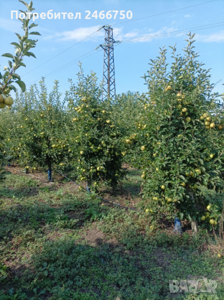Продавам ябълкова градина, снимка 1