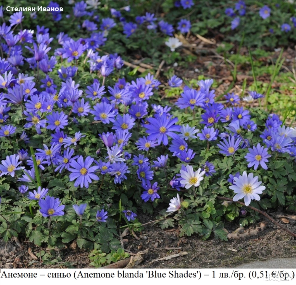 Анемоне – синьо (Anemone blanda 'Blue Shades') –  грудки, снимка 1