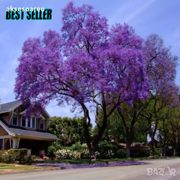 400 качествени семена от красиво декоративно медоносно дърво пауловния томентоса декорация украса, снимка 1