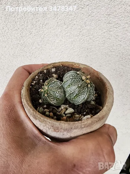 Двуглав астрофитум, снимка 1