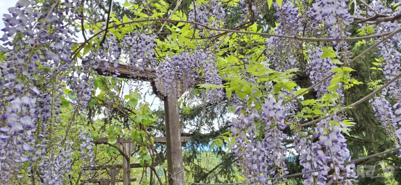 Вистерия/ глициния, снимка 1