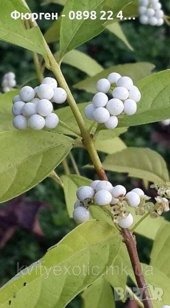 Каликарпа - Налични 2 вида Бяла - Callicarpa dichotoma Albibacea Лилава -Callicarpa dichotoma 'Issai, снимка 1