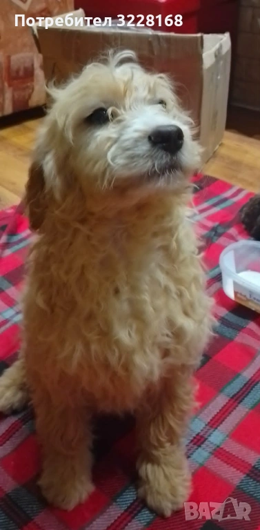 кученца за трюфели, снимка 1