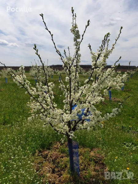 Овощни градини Сливи и круши , снимка 1