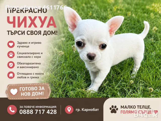 Чистокръвни чихуахуа