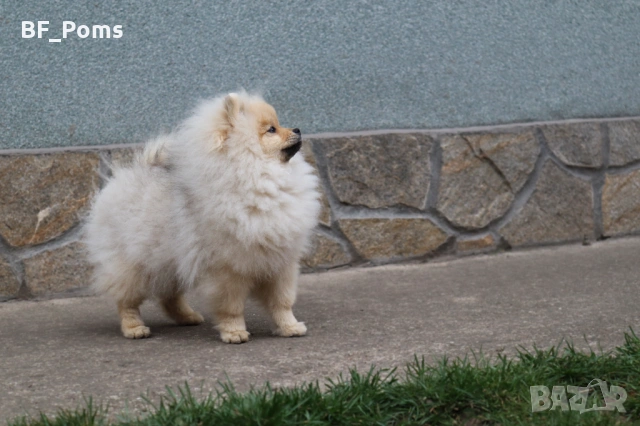 Чистокръвно момченце померан с родословие FCI, снимка 9 - Померан - 50219721