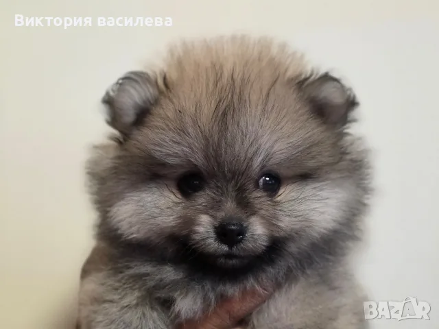 Померан Мъжкиии, снимка 3 - Померан - 55791883