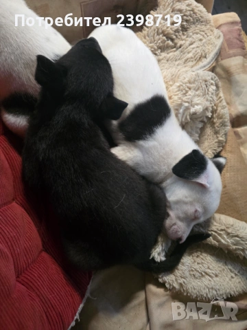Подарявам на 2 м.овч.кученца, снимка 2 - Каракачанска овчарка - 54336875