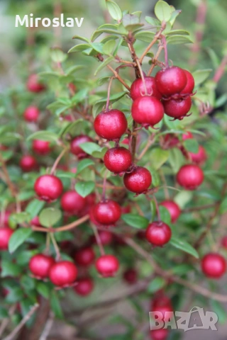 Чилийска гуава-(Ягодова мирта), снимка 4 - Градински цветя и растения - 53918152