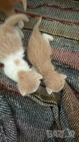 Домашни Полу-Ангорски Котенца + Доставка 60лв, снимка 16 - Ангорски - 40695376