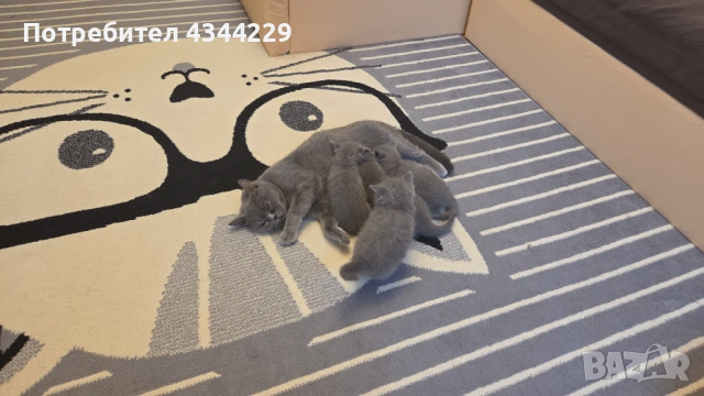 Продавам Британски  сиви късокосмести котенца, снимка 2 - Британска късокосместа - 53067113