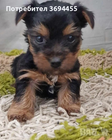 мини йоркширски териер