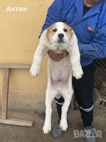 Алабай (Средно Азиатска овчарка), снимка 7 - Алабай - 52940508