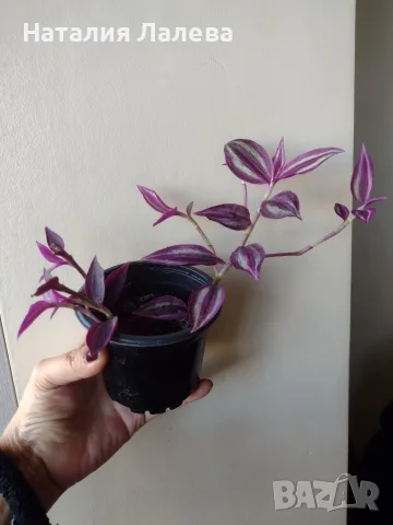 Традесканция, tradescantia Pink paradise, снимка 3 - Стайни растения - 56304308