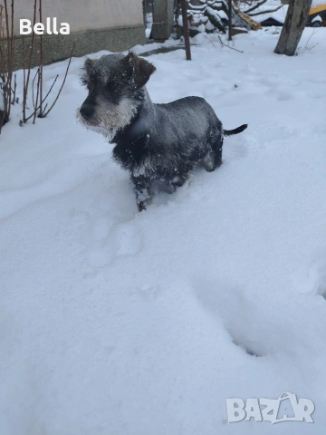 Мини шнауцер , снимка 8 - Други - 54053419