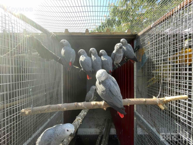  Продавам папагали Жако (African Grey Parrot), снимка 2 - Папагали - 51531679