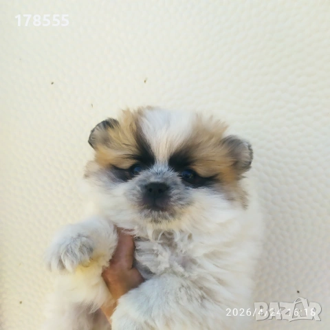 Мини Померани!!!