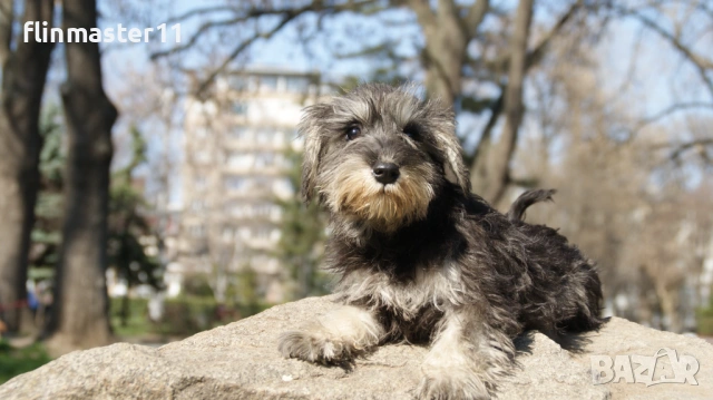Мини шнауцер кученца, снимка 2 - Други - 54112300