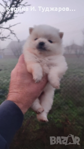 Малки померанчета, снимка 5 - Померан - 52570268