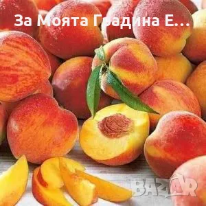 Плодни дръвчета , снимка 15 - Разсади - 49420186