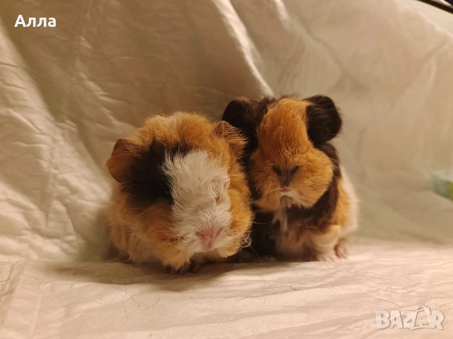 Малки морски свинчета 