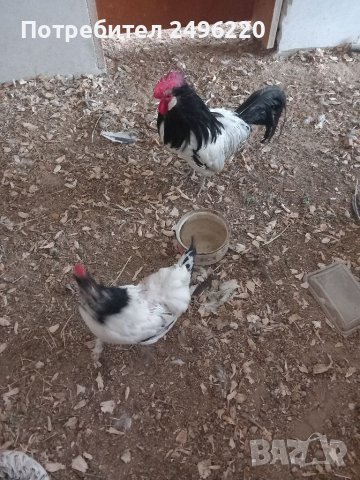 Семейство  кокошка и петел лакенфелдер