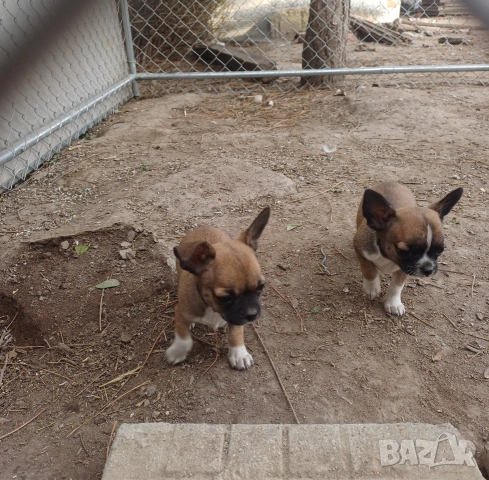 Чистокръвни мини чихуахуа , снимка 7 - Чихуахуа - 53921226