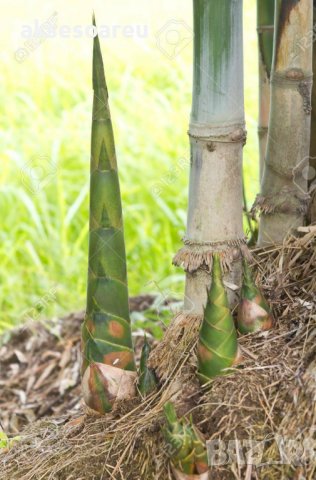 100 броя бамбукови семена от декоративен бамбук Moso Bamboo зелен МОСО БАМБО за декорация и украса b, снимка 15 - Сортови семена и луковици - 37711514