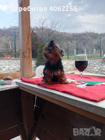 Йоркширски териер момче , снимка 6 - Йоркширски териер - 52955740