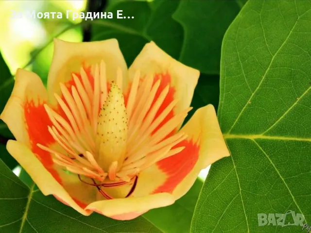 Лирово Дърво - Лиродендрон, снимка 4 - Градински цветя и растения - 49761932