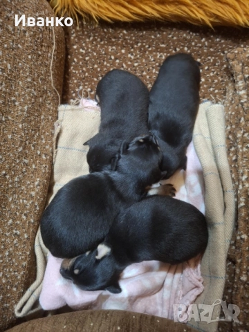 Кученца мини пинчер