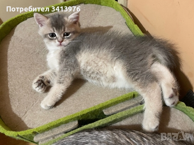 Британски сребърни котенца