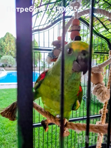 Шестмесечна женска амазона (с клетка), снимка 13 - Папагали - 52708916