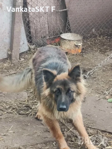 Немска овчарка, снимка 4 - Немска овчарка - 50455994