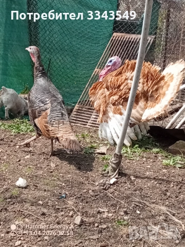  Чифт пуйки , снимка 2 - Кокошки и пуйки - 54180063